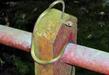 Владимир Черлин дал советы по встречам с гадюками в Москве и Подмосковье vladimir cherlin dal sovety po vstrecham s gadyukami v moskve i podmoskove-obzone-su-0