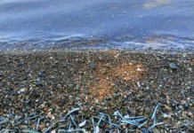 Владимир Шелехов рассказал о нашествии японского полурыла на пляже Чайка во Владивостоке vladimir shelehov rasskazal o nashestvii yaponskogo poluryla na plyazhe chajka vo vladivostoke-obzone-su-0