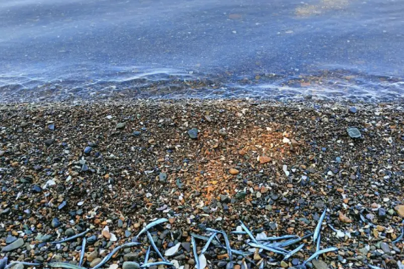 Побережье пляжа Чайка во Владивостоке усыпано мелкими рыбками Национальный научный центр морской биологии им. А.В.Жирмунского ДВО РАН