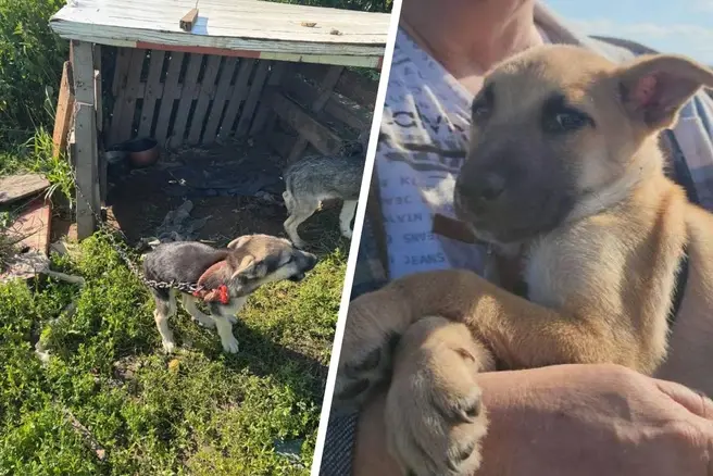 В Подмосковье накрыли ферму, где вьетнамцы разводили собак на убой | Источник: Вьетнамцы держат щенков в теплице / T.me