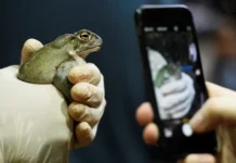 Perspektivy защиты вида Incilius alvarius и 5-MeO-DMT от Международного союза охраны природы zashhity vida i 5 ot mezhdunarodnogo soyuza ohrany prirody-obzone-su-0