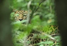 Дальневосточный леопард удивил сотрудников Национального парка "Земля леопарда" dalnevostochnyj leopard udivil sotrudnikov naczionalnogo parka zemlya leoparda-obzone-su-0