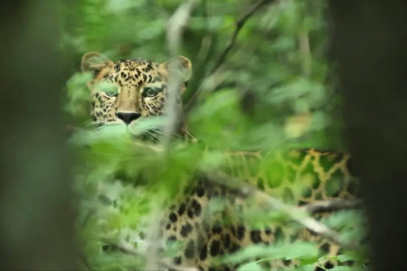 В Приморье засняли редкого дальневосточного леопарда Илья Плотников