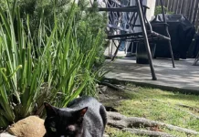 Калифорнийские ученые представили CS3D как средство против STAT3 в лечении рака головы и шеи kalifornijskie uchenye predstavili 3 kak sredstvo protiv 3 v lechenii raka golovy i shei-obzone-su-0