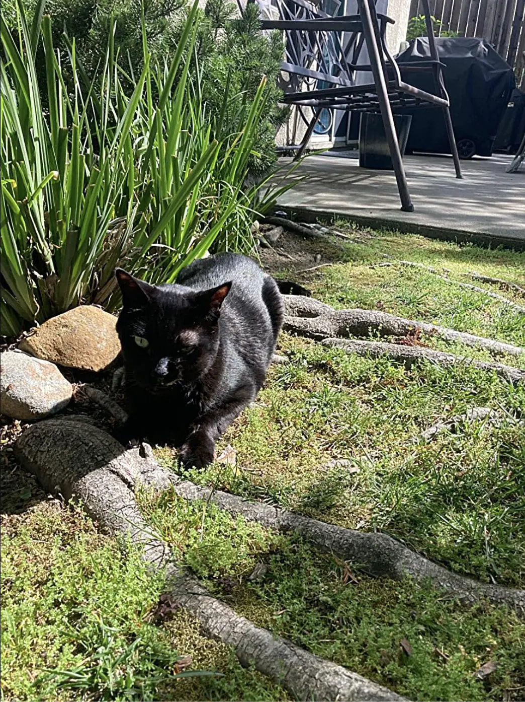 Калифорнийские ученые представили CS3D как средство против STAT3 в лечении рака головы и шеи-0