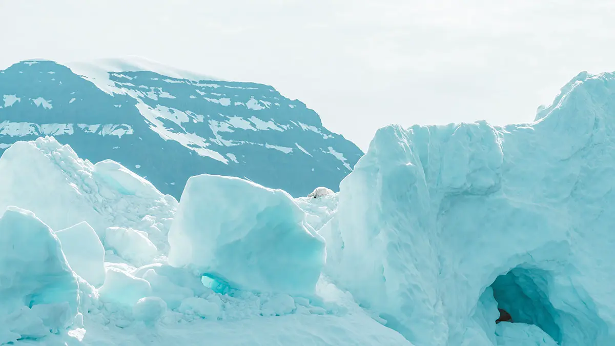 Медвежонок Умка станет талисманом Большой Арктической экспедиции