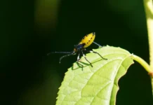 Экзотический клоп Plinachtus bicoloripes удивил Ботанический сад Владивостока ekzoticheskij klop udivil botanicheskij sad vladivostoka-obzone-su-0