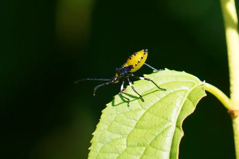 Редкий клоп обосновался в Ботаническом саду Владивостока пресс-служба Ботанического сада-института ДВО РАН