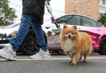 mnenie eksperta o pravah vladelczev sobak vyskazannoe miroslavom volkovym-obzone-su-0