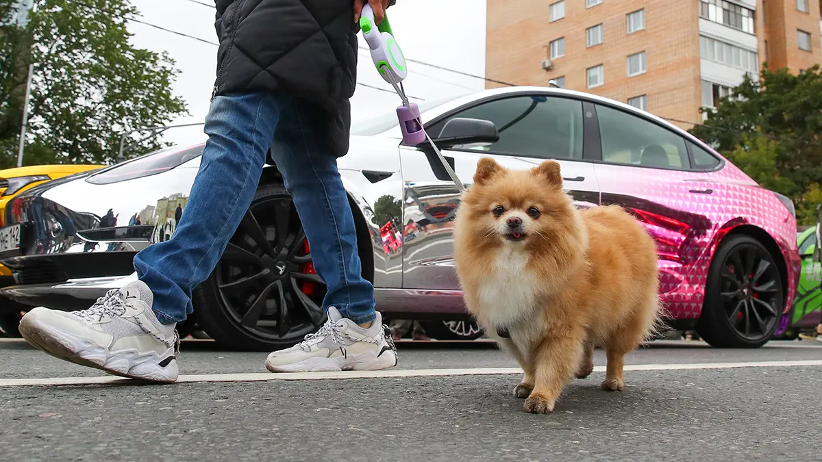 Зоопсихолог и ветеринар Волков осудил предложение никуда не пускать собачников