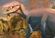 Сенсационное открытие Патагонского института геологии и палеонтологии о мегарапторах sensaczionnoe otkrytie patagonskogo instituta geologii i paleontologii o megaraptorah-obzone-su-0