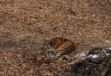 Тигрёнок исчезнувшей Северины вновь замечен в Сихотэ-Алинском заповеднике tigryonok ischeznuvshej severiny vnov zamechen v sihotealinskom zapovednike-obzone-su-0