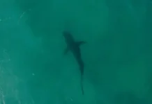 Йосвани Эчеваррия рассказал о своей позитивной истории с акулой возле Майами josvani echevarriya rasskazal o svoej pozitivnoj istorii s akuloj vozle majami-obzone-su-0