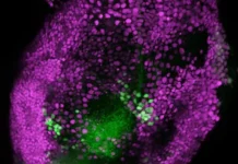 Как учёные CBS RIKEN раскрывают секреты вкуса у плодовых мушек kak uchyonye raskryvayut sekrety vkusa u plodovyh mushek-obzone-su-0