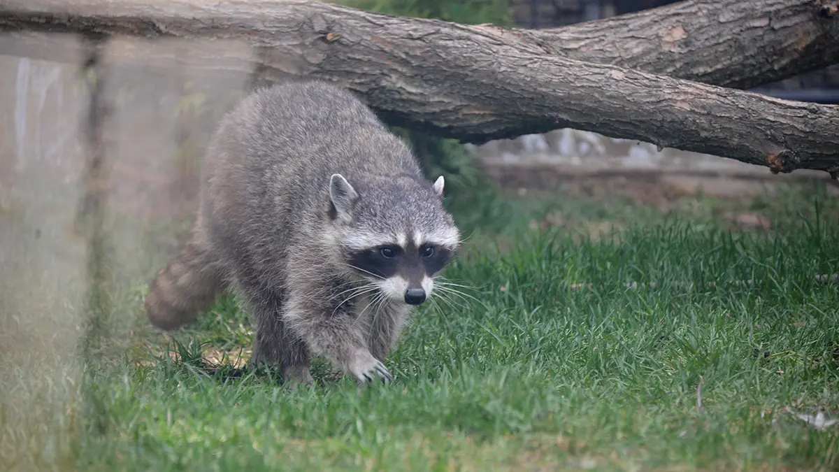 Минприроды Краснодарского края отреагировало на сообщения об отстреле енотов