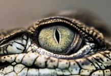 Необычные истории о крокодилах Индонезии, Харасротах и Замбези neobychnye istorii o krokodilah indonezii harasrotah i zambezi-obzone-su-0