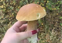 Ольга Лазарева объясняет опасность поврежденных грибов туляремией и мышиной лихорадкой olga lazareva obyasnyaet opasnost povrezhdennyh gribov tulyaremiej i myshinoj lihoradkoj-obzone-su-0