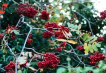 Павел Малков и юнармейцы высадили рябины в Рязани в рамках проекта pavel malkov i yunarmejczy vysadili ryabiny v ryazani v ramkah proekta-obzone-su-0