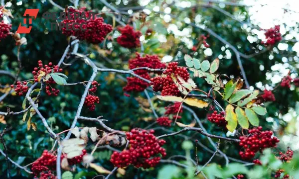 Павел Малков и юнармейцы высадили рябины в Рязани в рамках проекта-0