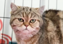 proisshestvie v zoomagazine tcz tvin plaza na novoyasenevskom prospekte moskvy-obzone-su-0