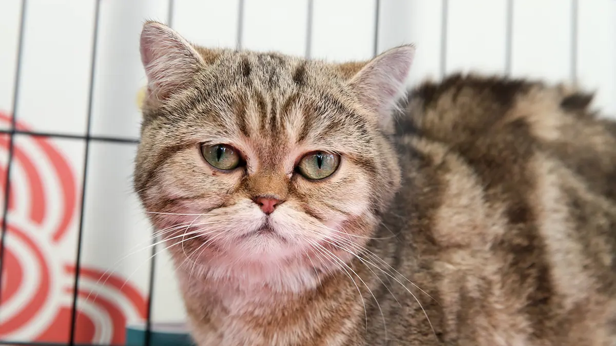 Клетка вспыхнула в зоомагазине на юго-западе Москвы, пострадала сотрудница