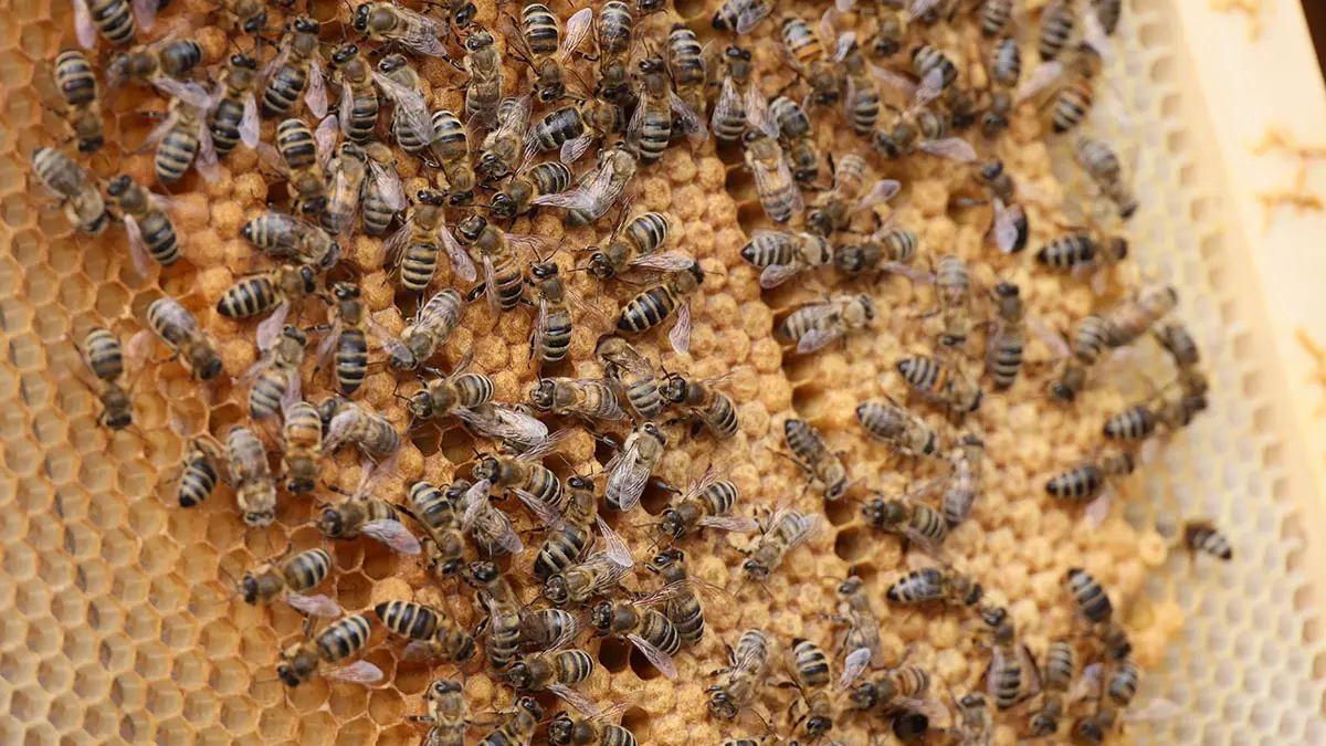 Женщина и ее отец погибли от укусов пчел после аварии в Бразилии