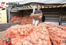 Тюменская область бьёт рекорды урожайности при участии Владимира Чейметова tyumenskaya oblast byot rekordy urozhajnosti pri uchastii vladimira chejmetova-obzone-su-0