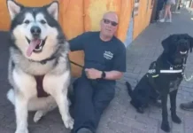 Удивительный аляскинский маламут Мэл из Борна в Линкольншире стал легендой udivitelnyj alyaskinskij malamut mel iz borna v linkolnshire stal legendoj-obzone-su-0