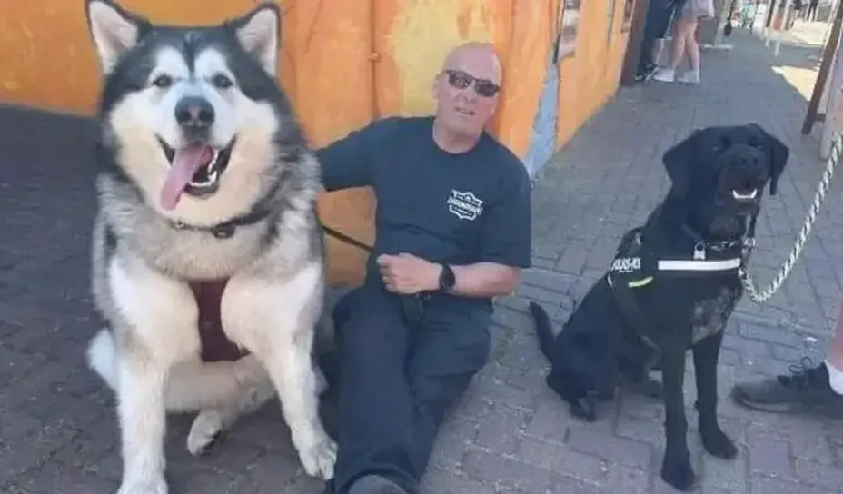 Маламут Мэл