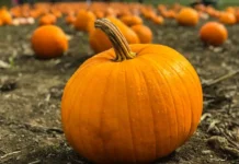 universitet kobe issleduet nakoplenie zagryaznitelej v tykvennyh kulturah-obzone-su-0