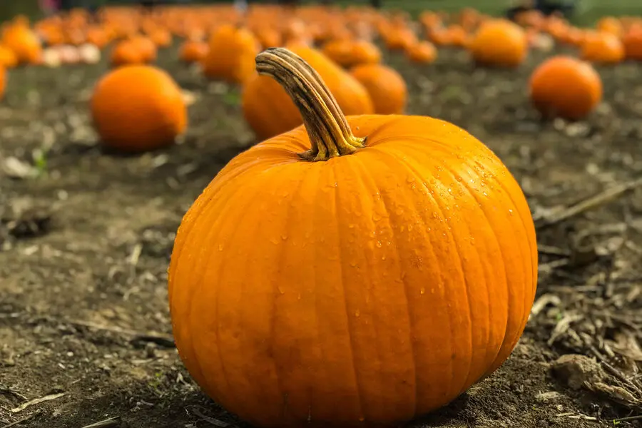 Университет Кобе исследует накопление загрязнителей в тыквенных культурах-0