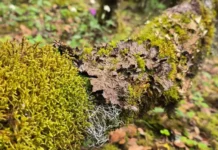 Уральский федеральный университет и Университет Тайчжоу descubren новые виды лишайников в Китае uralskij federalnyj universitet i universitet tajchzhou novye vidy lishajnikov v kitae-obzone-su-0