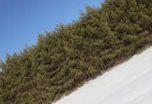 В Красноярском крае продолжается поиск семьи Усольцевых v krasnoyarskom krae prodolzhaetsya poisk semi usolczevyh-obzone-su-0