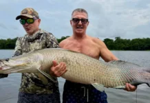 В путешествии по Бразилии был пойман гигантский арапайма из Амазонки v puteshestvii po brazilii byl pojman gigantskij arapajma iz amazonki-obzone-su-0