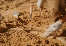 В Сирии обнаружен гигантский птерозавр-аждархид размером с Quetzalcoatlus v sirii obnaruzhen gigantskij pterozavrazhdarhid razmerom s -obzone-su-0