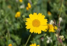 Аномально теплый ноябрь в Москве привел к редкому цветению растений anomalno teplyj noyabr v moskve privel k redkomu czveteniyu rastenij-obzone-su-0