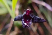 Аптекарский огород МГУ радует уникальным цветением орхидеи-паука Максиллярия шункеана aptekarskij ogorod mgu raduet unikalnym czveteniem orhideipauka maksillyariya shunkeana-obzone-su-0