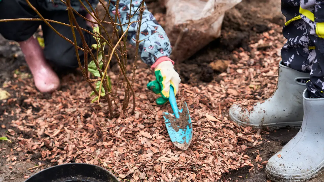 В столице завершилась осенняя акция «Озеленяем вместе»