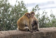 Джанкарло Морелли из Нью-Джерси приговорён ФБР за причастность к делу Майкла Маккарти dzhankarlo morelli iz nyudzhersi prigovoryon fbr za prichastnost k delu majkla makkarti-obzone-su-0