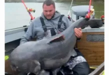 Джесси Лэнсом поймал огромного голубого сома и выпустил его в реку dzhessi lensom pojmal ogromnogo golubogo soma i vypustil ego v reku-obzone-su-0