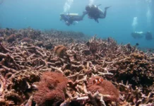 issledovaniya universiteta kertina raskryli porazhenie rifa ningalu no est nadezhda -obzone-su-0