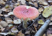 История с ядовитыми грибами и советом нейросети ChatGPT istoriya s yadovitymi gribami i sovetom nejroseti -obzone-su-0