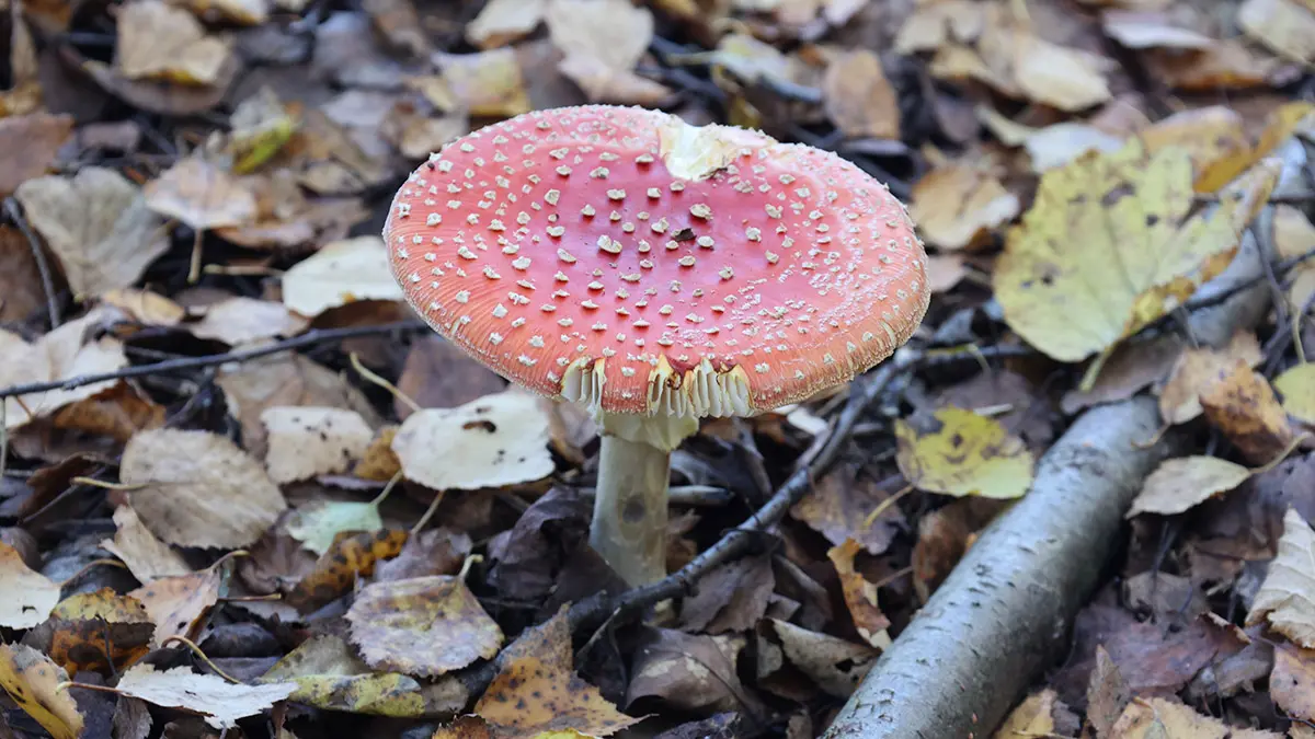 Пенсионер в Японии съел ядовитые грибы по совету нейросети