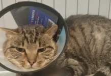 Кот из Красноармейска получил помощь в ветеринарной лечебнице Подмосковья kot iz krasnoarmejska poluchil pomoshh v veterinarnoj lechebnicze podmoskovya-obzone-su-0