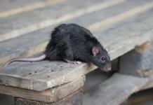 Марина и Диана спасли свои автомобили Toyota Corolla и Range Rover от крыс marina i diana spasli svoi avtomobili i ot krys-obzone-su-0