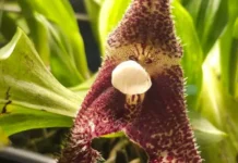 Невероятная орхидея-вампир раскрылась в Аптекарском огороде! neveroyatnaya orhideyavampir raskrylas v aptekarskom ogorode-obzone-su-0