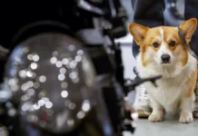 Оджан Наумкин делится мнением о поисках Усольцевых в Красноярском крае odzhan naumkin delitsya mneniem o poiskah usolczevyh v krasnoyarskom krae-obzone-su-0