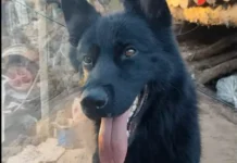 Овчарка Донбасс ценою жизни защитила бойцов СВО от нападения ВСУ ovcharka donbass czenoyu zhizni zashhitila bojczov svo ot napadeniya vsu-obzone-su-0