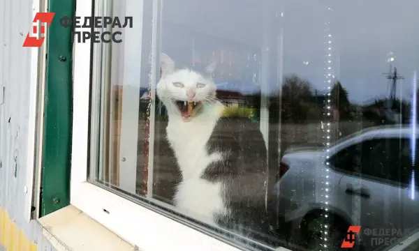 Решение проблемы санитарного разгула обеспечит новые дома для кошек в Новосибирске-0