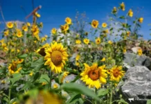 Россельхознадзор Приморья успешно предотвратил завоз опасного трипса из Китая rosselhoznadzor primorya uspeshno predotvratil zavoz opasnogo tripsa iz kitaya-obzone-su-0